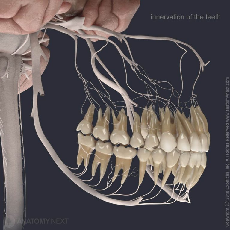 Darstellung der Nervenversorgung von Zähnen mit anatomischen Modellen.