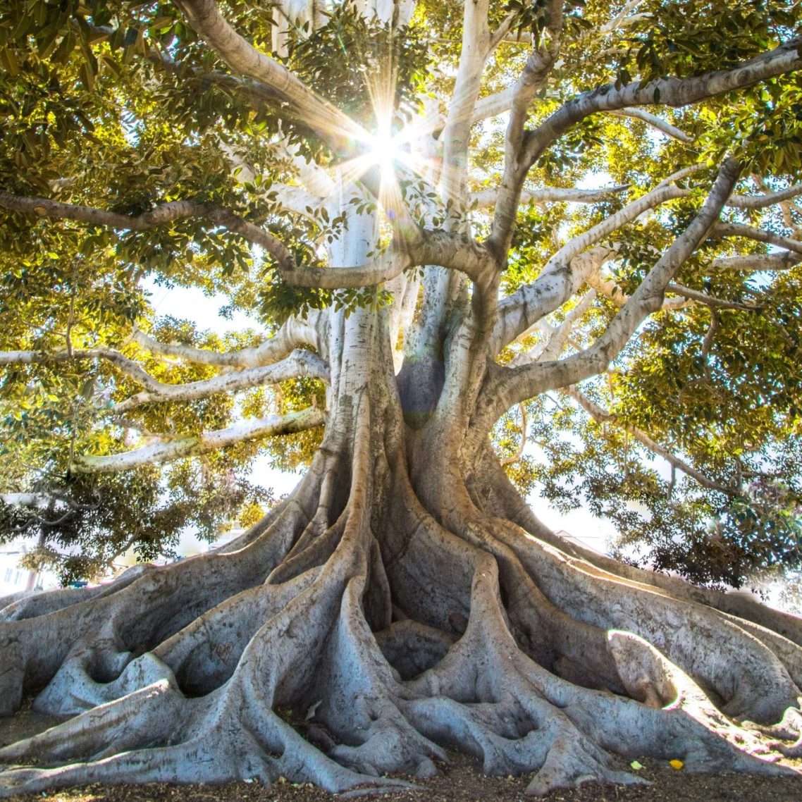 Großer Baum mit weitreichenden Wurzeln und Sonnenstrahlen, die durch das Blattwerk scheinen.